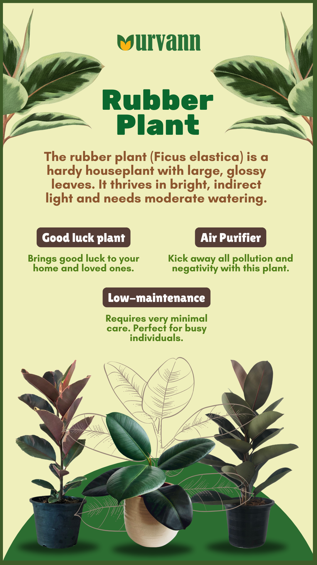 Rubber plants, benefits of rubber plants, why you should get rubber plants